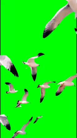 burung terbang 