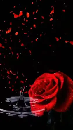 TEMPLATE ROSA RED