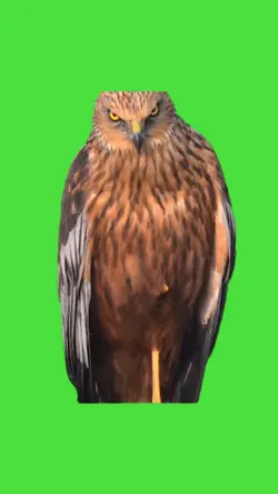 Eagle