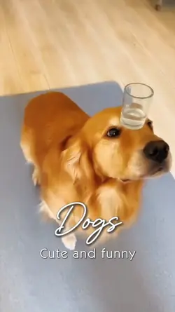 Cute &Funny Dogs