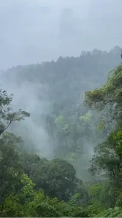 suasana hutan