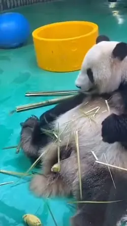 tai eek panda durian