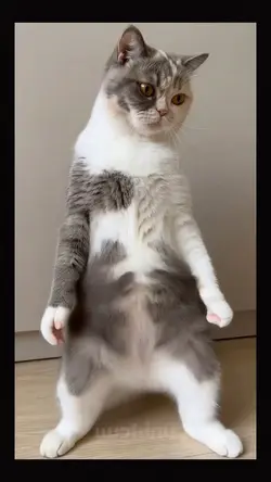 the cat dance 1