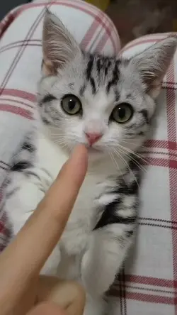 Cute pet