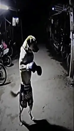 boxing dog 