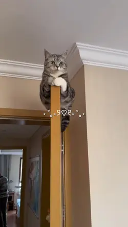 cute cat