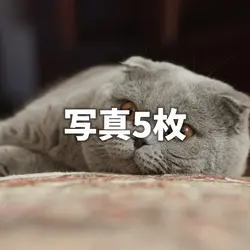 写真5枚