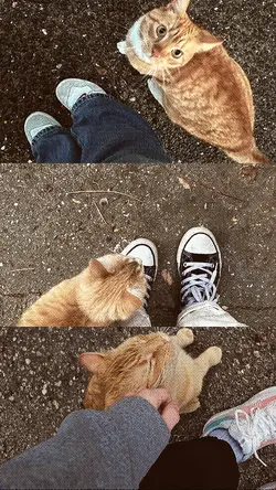 meowww