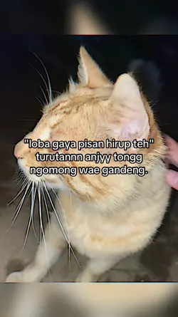 loba gaya pisan