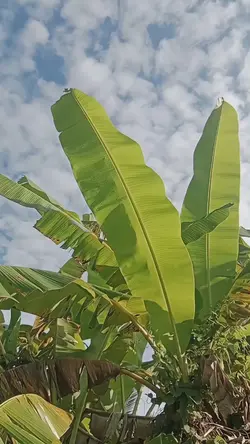 Slowmo reggae