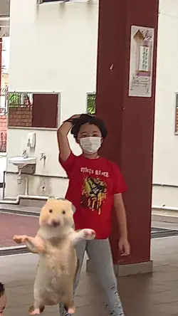 仓鼠跳舞