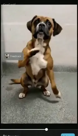 cachorro