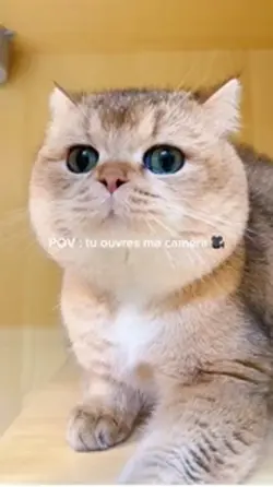 Chat Mignon