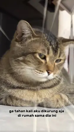 suara hati kucing