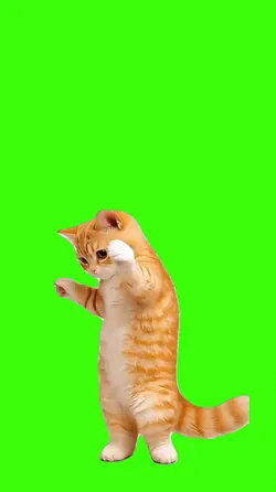 Cat/Gato.