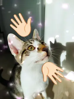 your cat