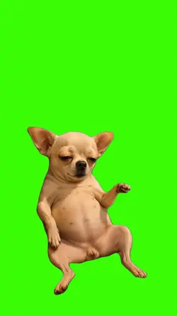 Dog/Cachorro