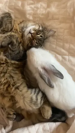 Cat memes