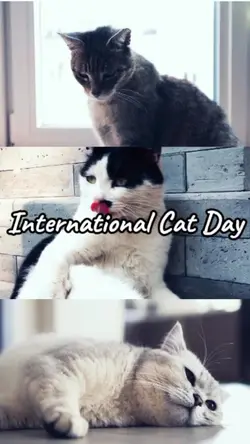 Cat Day 