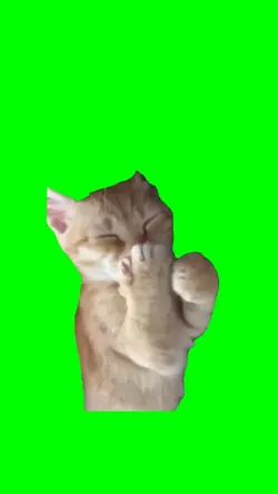 laughing cat