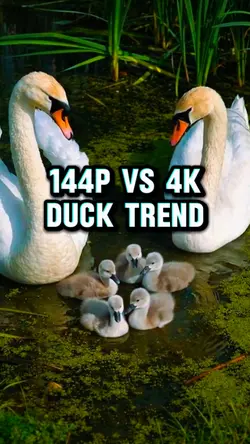 144p vs 4k trend