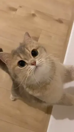sound kucing viral 