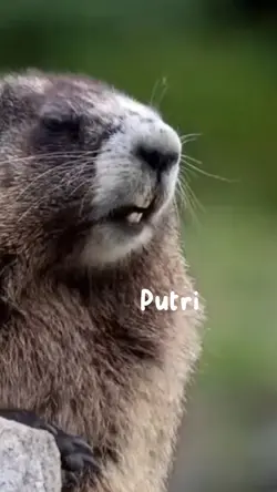 Putrii🤏🏻
