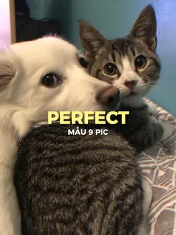 [9] PERFECT