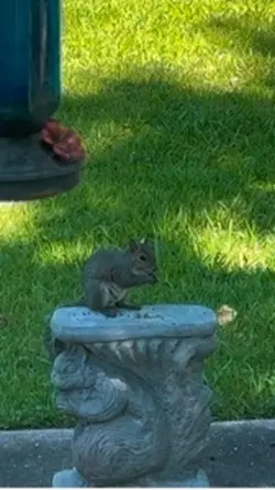 Squirrel- animals 