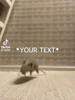 Rat🐀