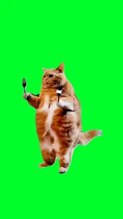 Food dance cat
