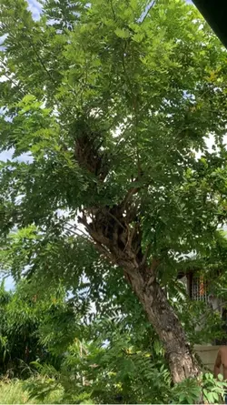 Kimpyo ta