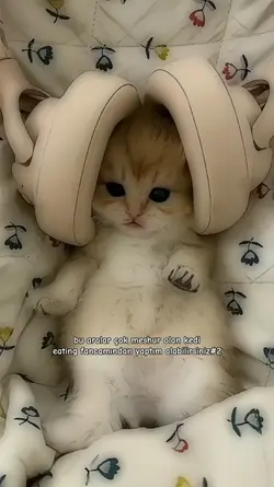 kedi eatingi 2