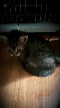 Cat edit 