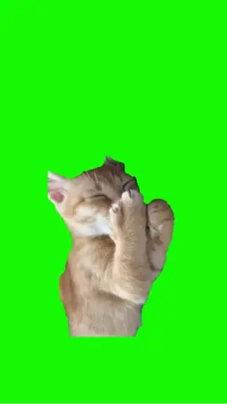 cat laughing meme