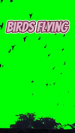 Bird flying 
