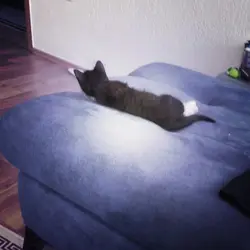 editing my cat :p