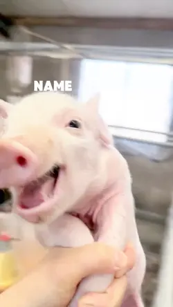 Piggy