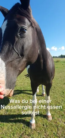 Nussallergie 