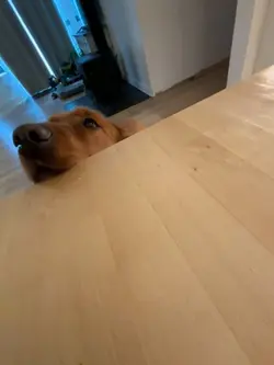 puppyyy