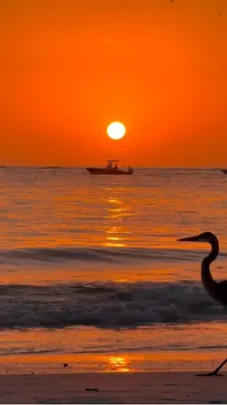 Sunset lover