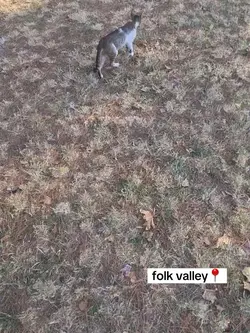 folk valley amk