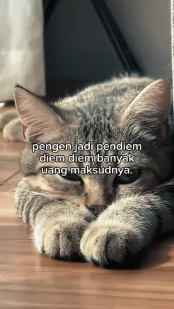 fto live kucing