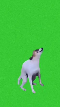 PERRO BAILANDO 