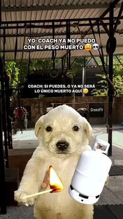 PERRITO GAS
