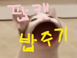 팝캣에게 밥을 주세요