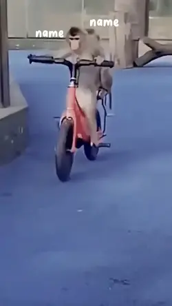 monkey 