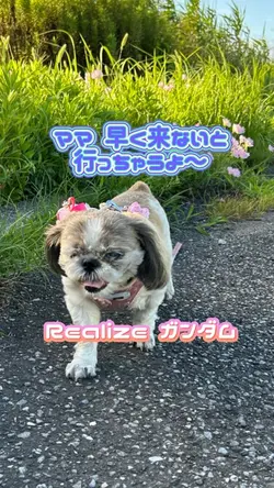 Realize ガンダムSEED
