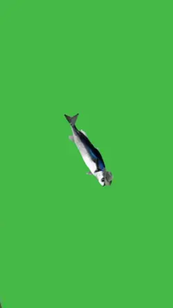 Spinning fish
