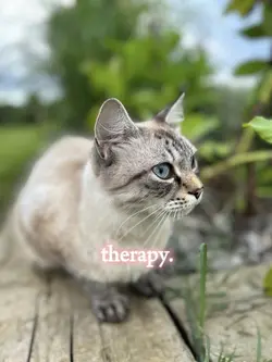 therapy.